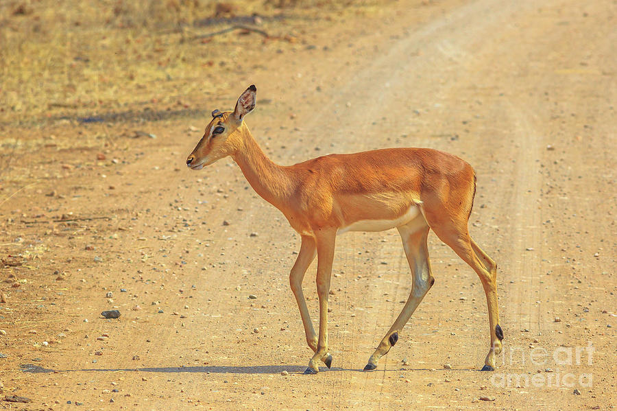Impala female walking Photograph by Benny Marty