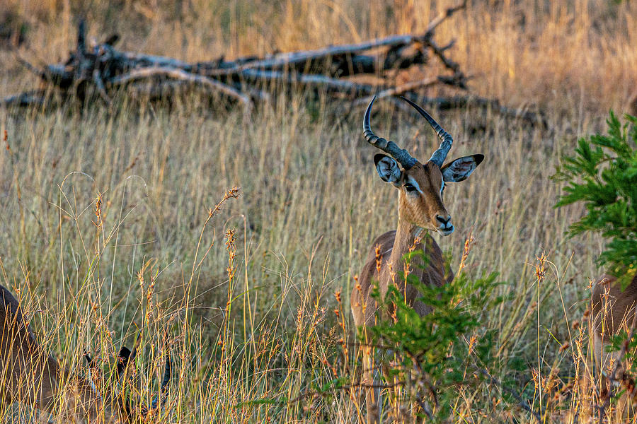 Impala of Chobe Photograph by Douglas Wielfaert