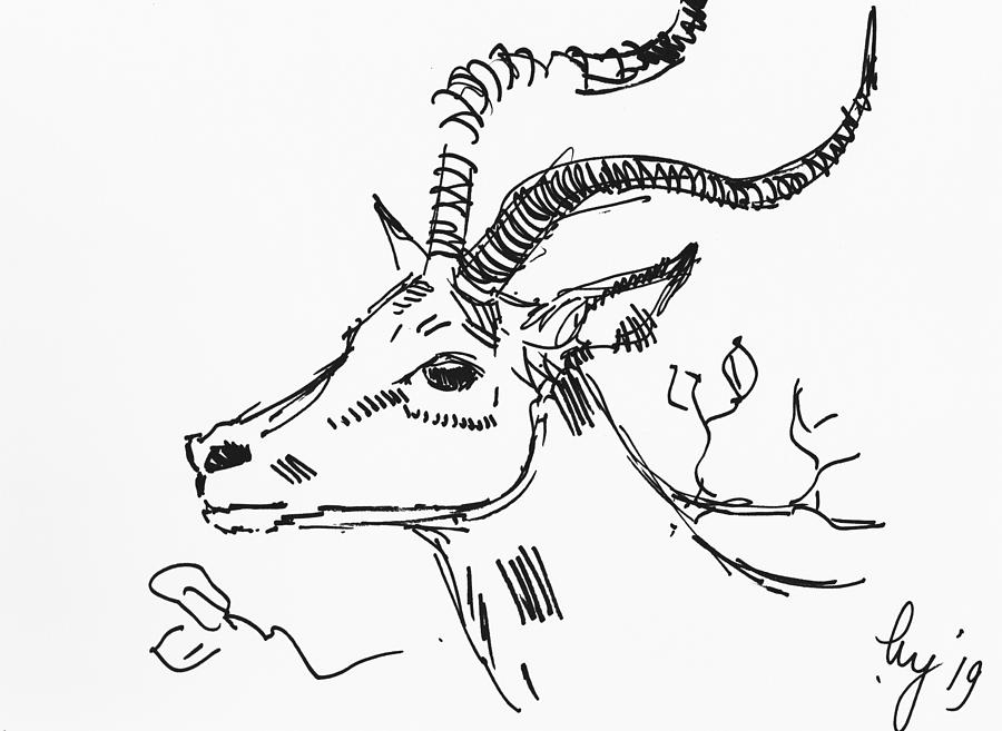 Impala with antlers head drawing gestural antelope Drawing by Mike Jory