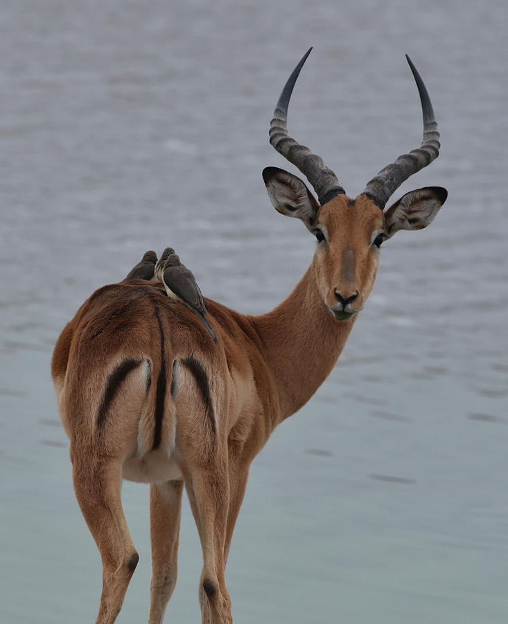 Impala with Oxpeckers Photograph by Ben Foster