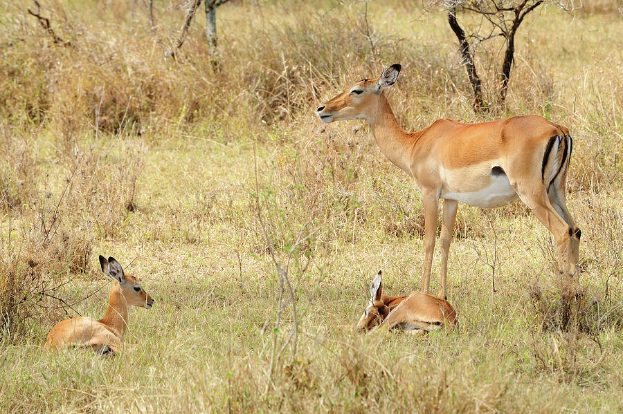 Impala With Young Photograph by Tom Schwabel