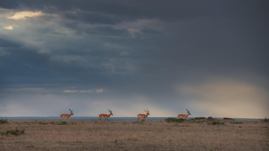 Nature Photograph - Impalas At Masai Mara by Sheila Xu