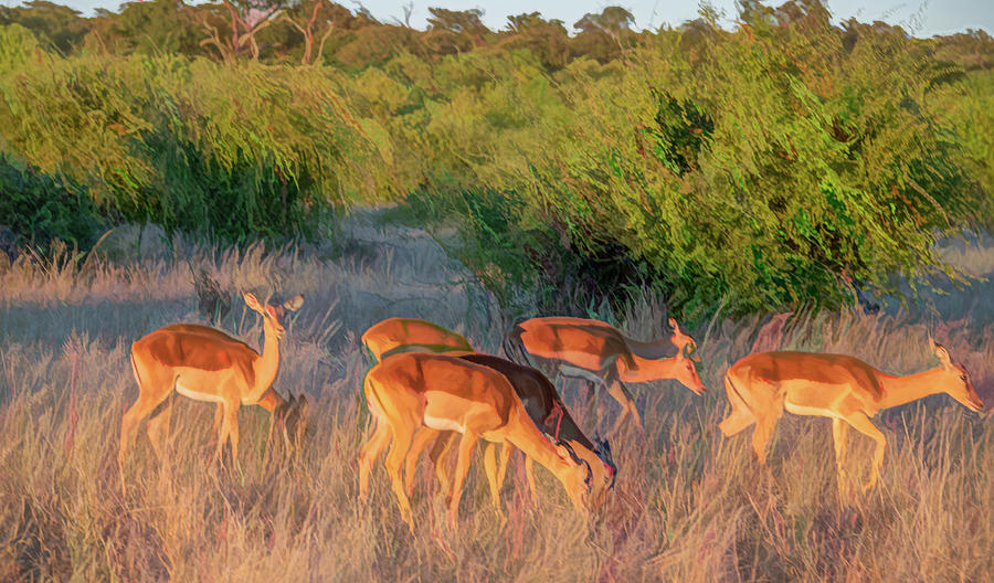 Impalas of Botswana, Painterly Photograph by Marcy Wielfaert