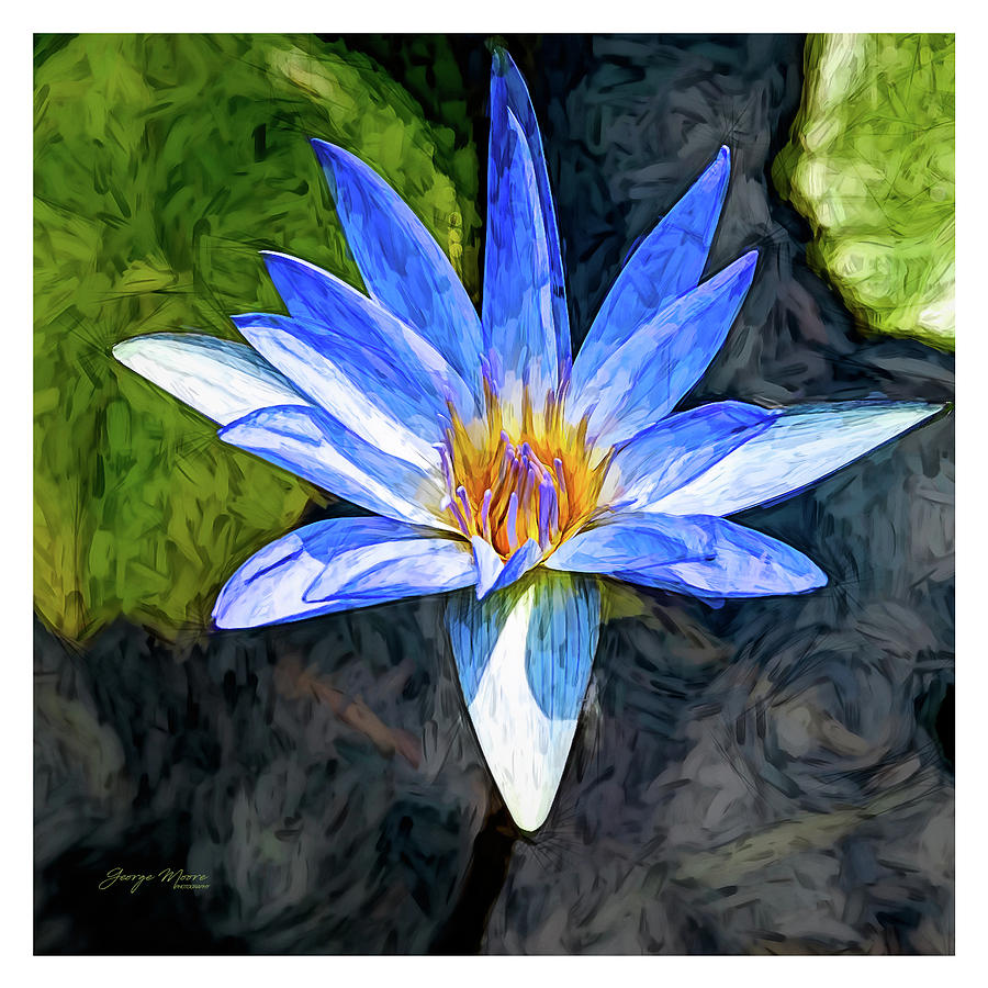 Impasto Lily Photograph by George Moore