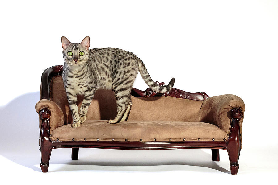 Impatience On the Settee by Wes and Dotty Weber Impatience On the Settee by Wes and Dotty Weber