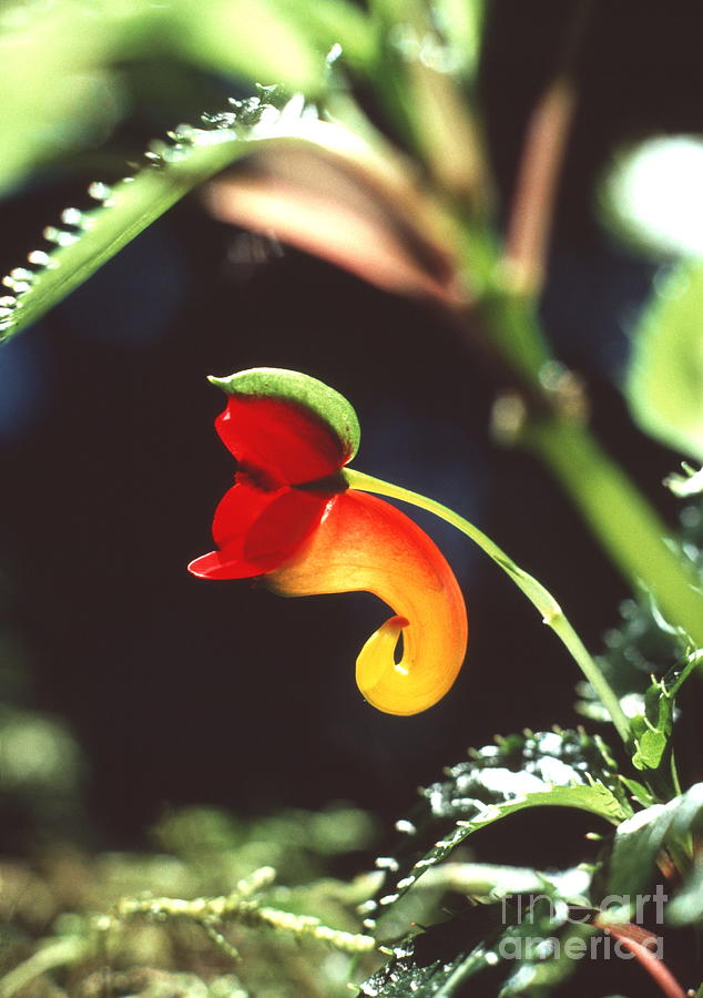 Impatiens Flower Photograph by John Reader/science Photo Library