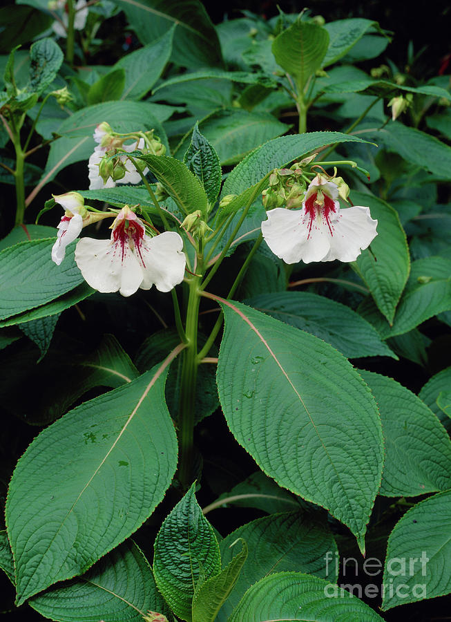 Impatiens Tinctoria Photograph by Geoff Kidd/science Photo Library