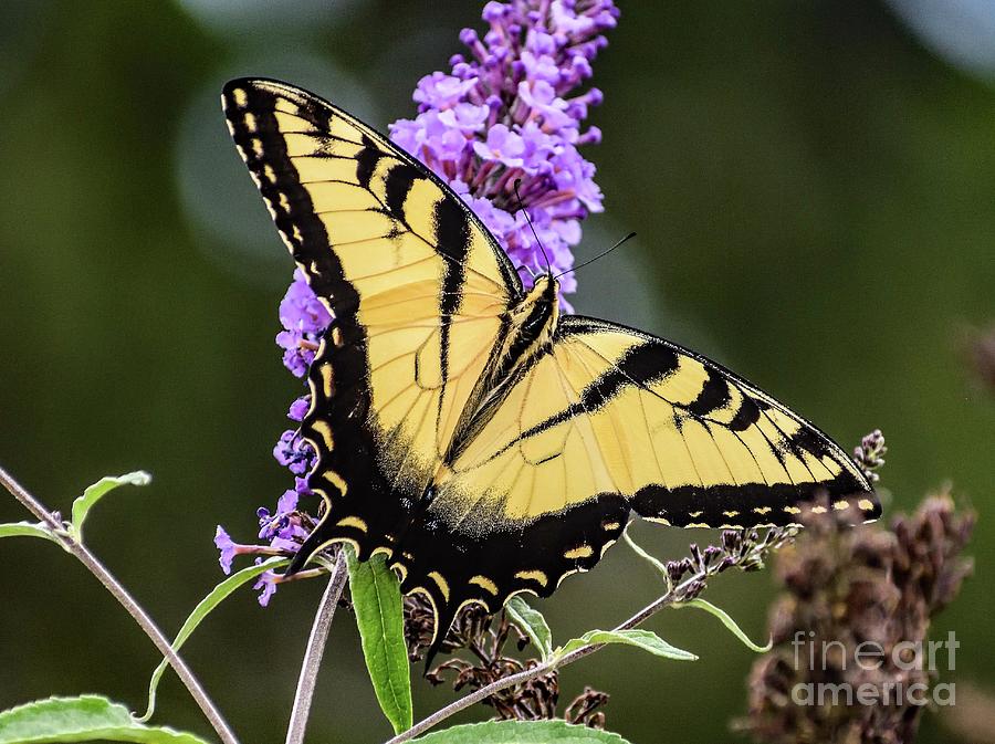 Impeccable Eastern Tiger Swallowtail Photograph