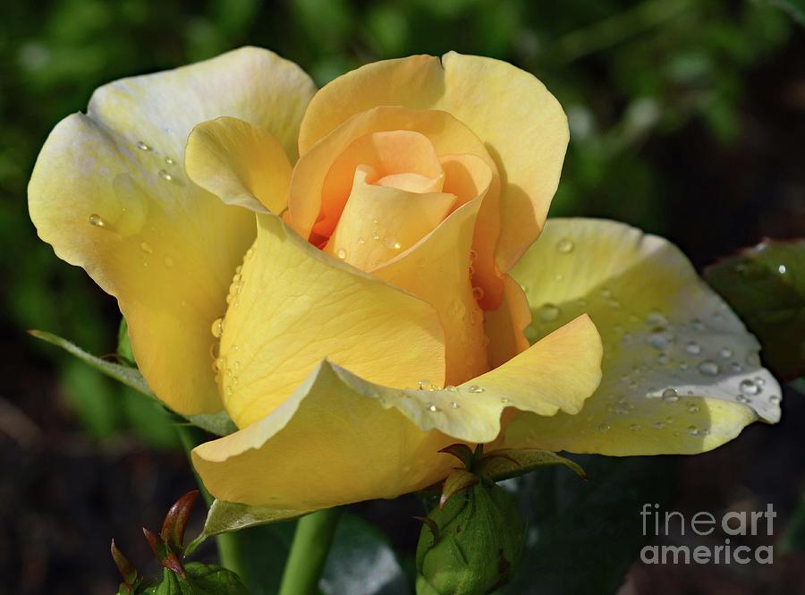 Impeccable Gold Struck Rose by Cindy Treger Impeccable Gold Struck Rose by Cindy Treger
