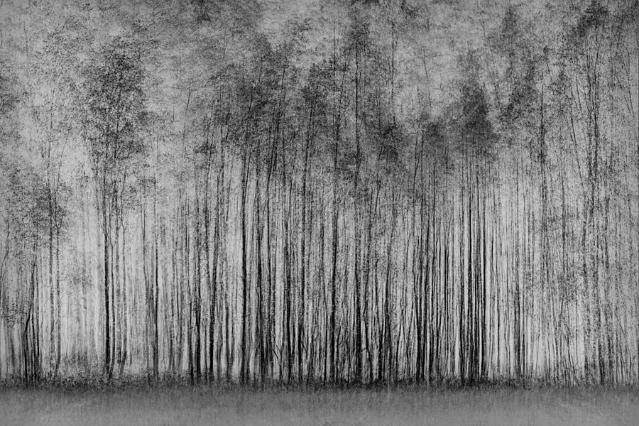 Tree Photograph - Impenetrable Forest by Roswitha Schleicher-schwarz