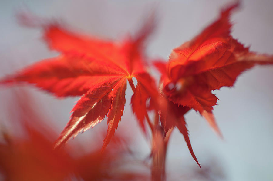 Imperfect Perfection. Red Maple Leaves Abstract 1 Photograph by Jenny Rainbow
