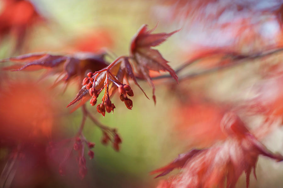 Imperfect Perfection. Red Maple Leaves Abstract 10 Photograph by Jenny Rainbow