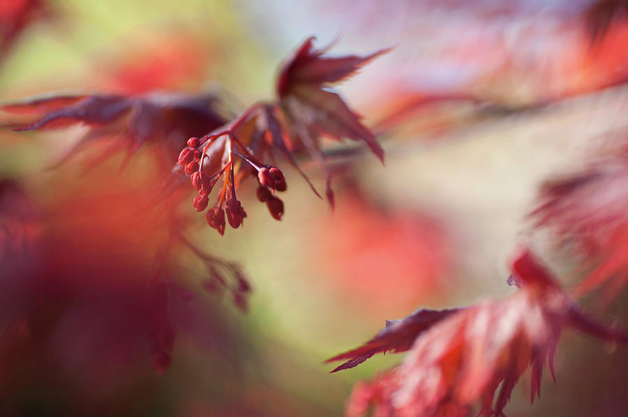 Imperfect Perfection. Red Maple Leaves Abstract 11 Photograph by Jenny Rainbow