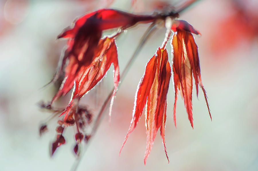 Imperfect Perfection. Red Maple Leaves Abstract 13 Photograph by Jenny Rainbow