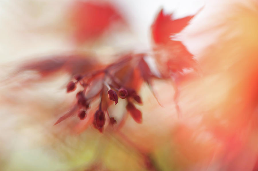 Imperfect Perfection. Red Maple Leaves Abstract 14 Photograph by Jenny Rainbow
