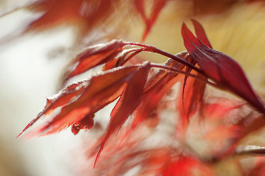 Nature Photograph - Imperfect Perfection. Red Maple Leaves Abstract 15 by Jenny Rainbow