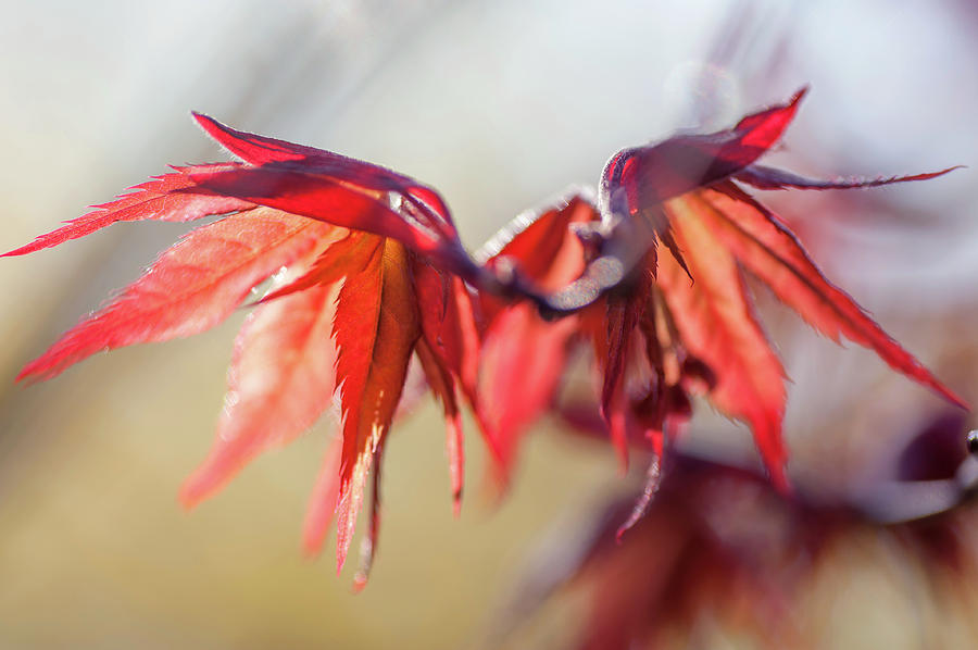 Imperfect Perfection. Red Maple Leaves Abstract 16 Photograph by Jenny Rainbow