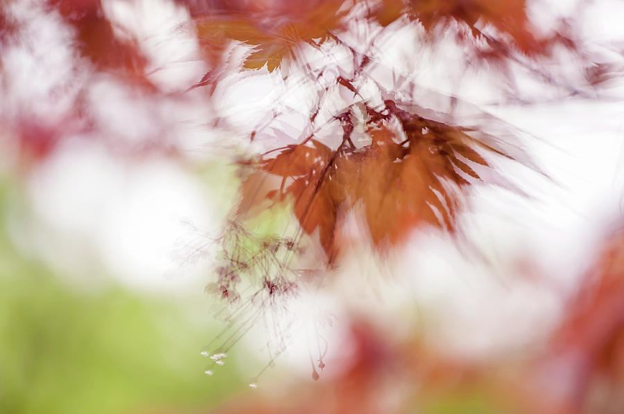 Imperfect Perfection. Red Maple Leaves Abstract 18 Photograph by Jenny Rainbow