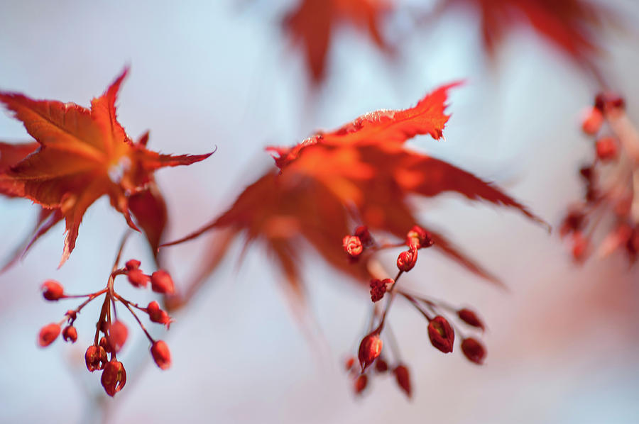 Imperfect Perfection. Red Maple Leaves Abstract 2 Photograph by Jenny Rainbow