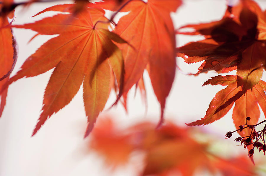 Imperfect Perfection. Red Maple Leaves Abstract 20 Photograph by Jenny Rainbow