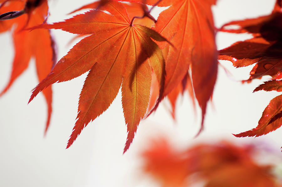 Imperfect Perfection. Red Maple Leaves Abstract 21 Photograph by Jenny Rainbow