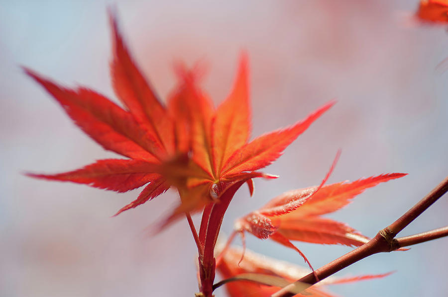 Imperfect Perfection. Red Maple Leaves Abstract 3 Photograph by Jenny Rainbow