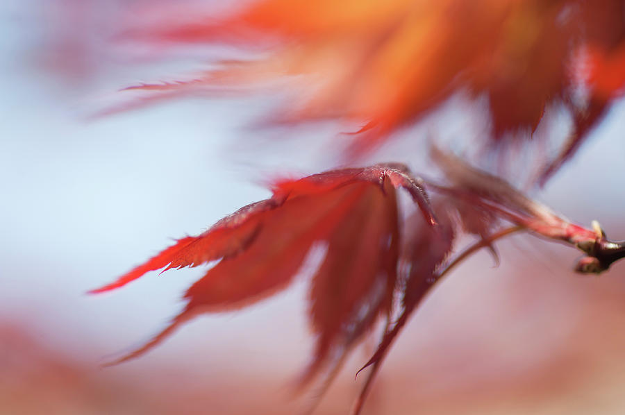 Imperfect Perfection. Red Maple Leaves Abstract 5 Photograph by Jenny Rainbow