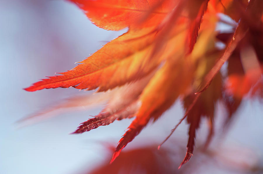 Imperfect Perfection. Red Maple Leaves Abstract 6 Photograph by Jenny Rainbow