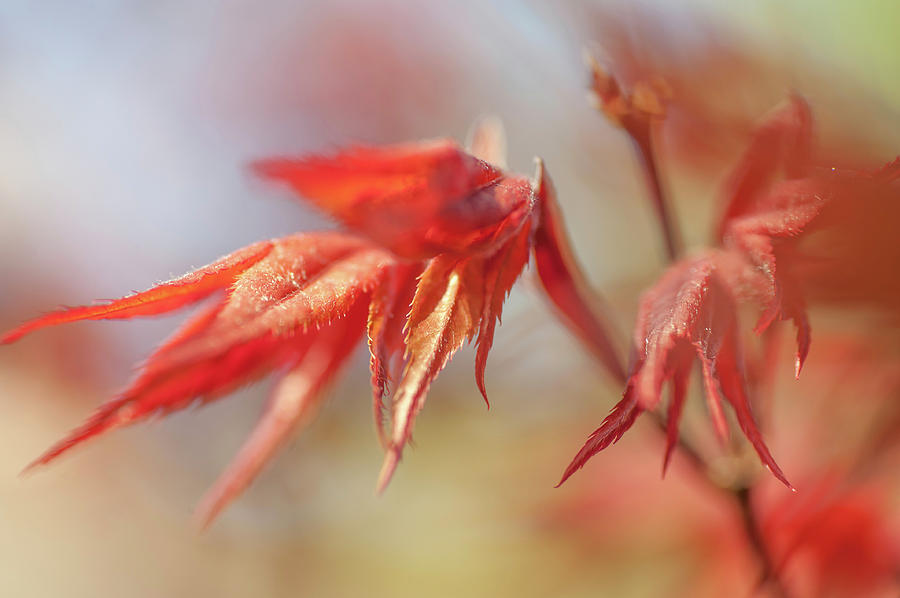 Imperfect Perfection. Red Maple Leaves Abstract 8 Photograph by Jenny Rainbow