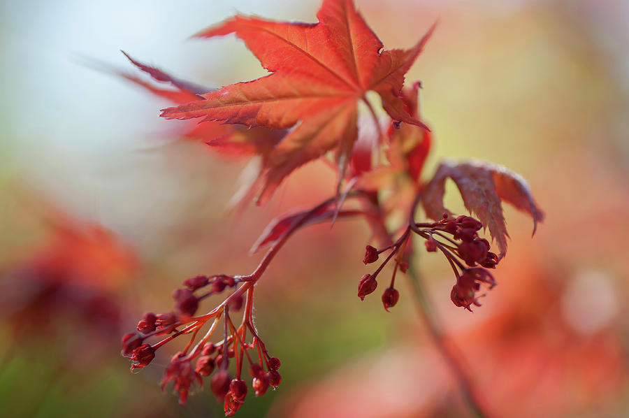Imperfect Perfection. Red Maple Leaves Abstract 9 Photograph by Jenny Rainbow