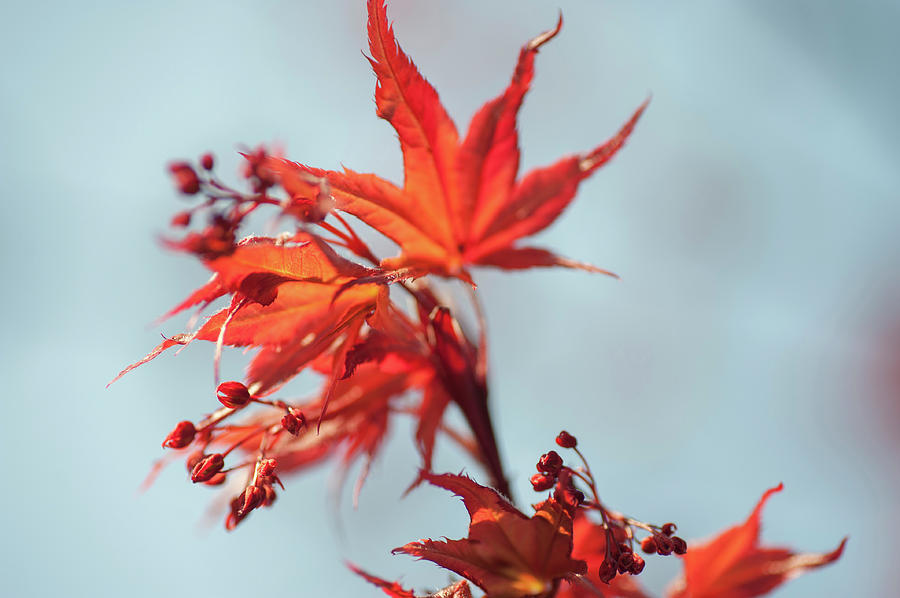 Imperfect Perfection. Red Maple Leaves Abstract Photograph by Jenny Rainbow