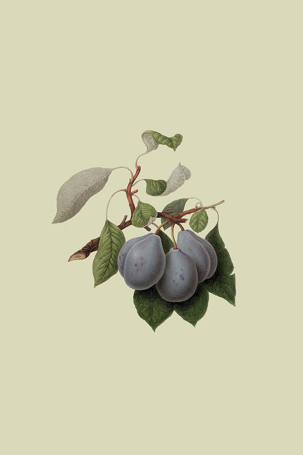 Imperial Plum Painting by William Hooker