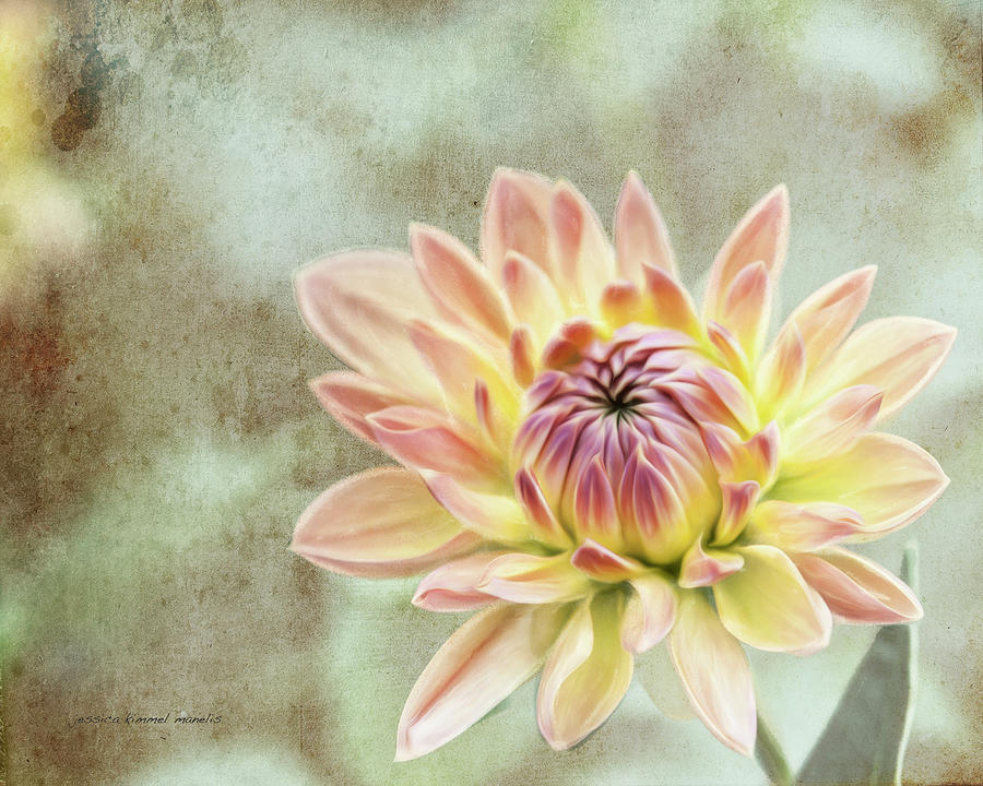 Flower Photograph - Impression Flower by Jessica Manelis Flower Photograph - Impression Flower by Jessica Manelis