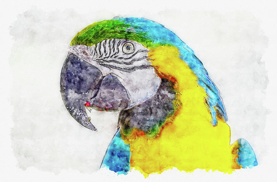 parrot drawing watercolor