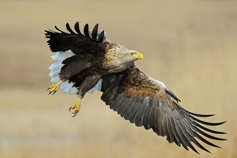impressive... White-tailed Eagle Photograph
