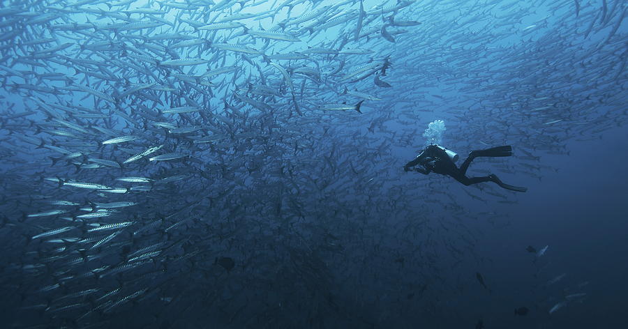 In A Fishschool Of Barracudas. Photograph by Dmitriy Yevtushyk