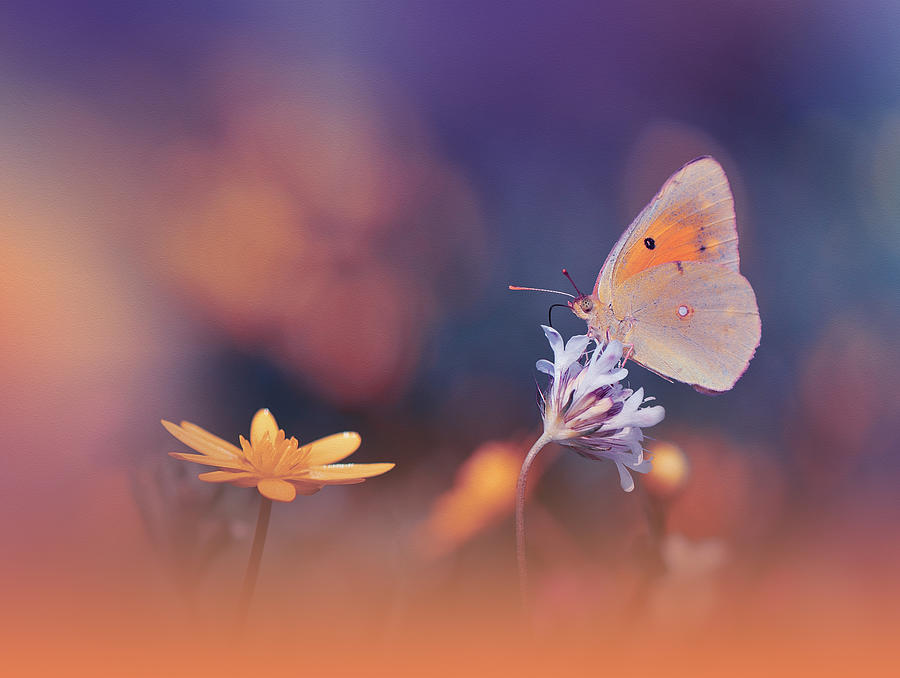 In A Moment Of Time...ii Photograph by Juliana Nan