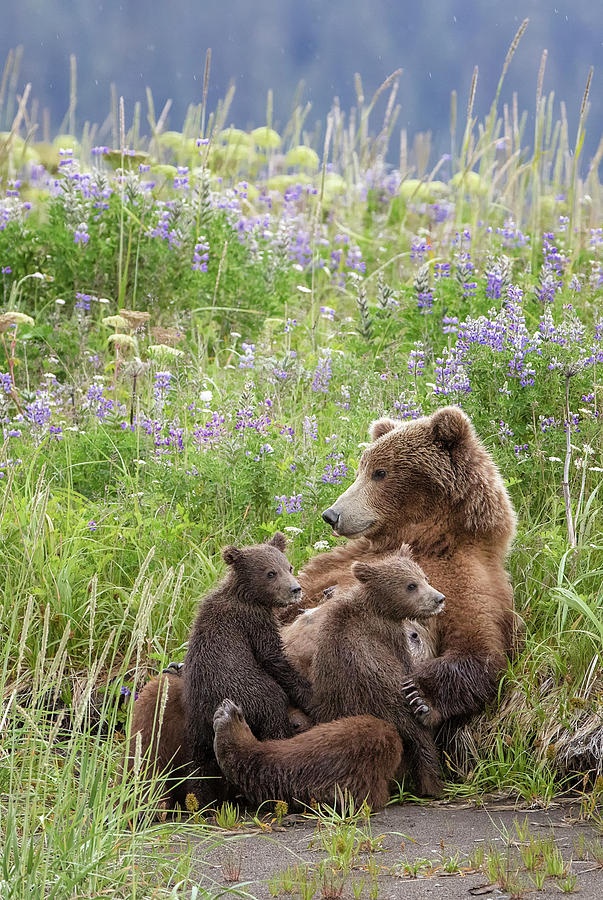 Bear Photograph - In A Mothers Arms by Renee Doyle