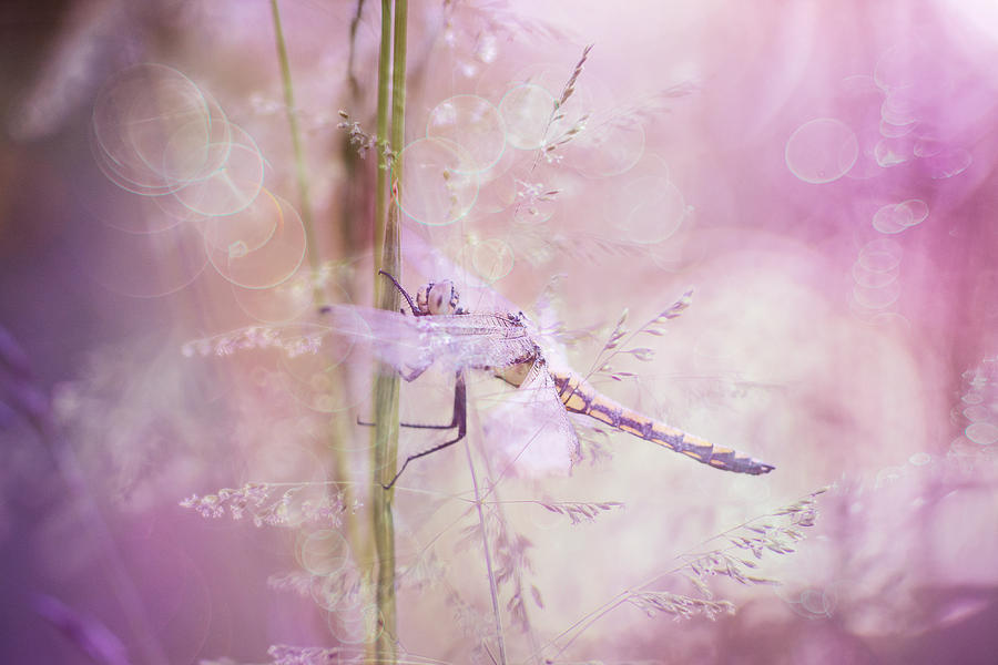 Creative Edit Photograph - In A Pink Dream by Hilda Van Der Lee