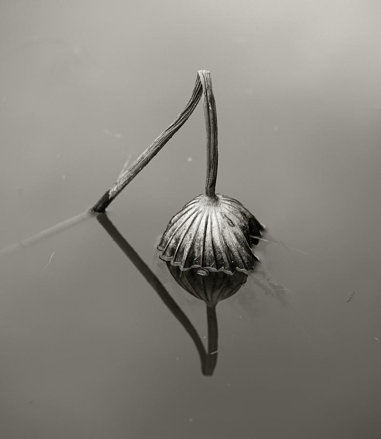 Still Life Photograph - In A Pond Of Dead Lotus by Kenichiro Hagiwara