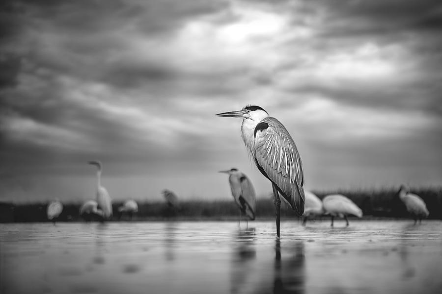 Black And White Photograph - In A Raining Day by Siyu And Wei Photography