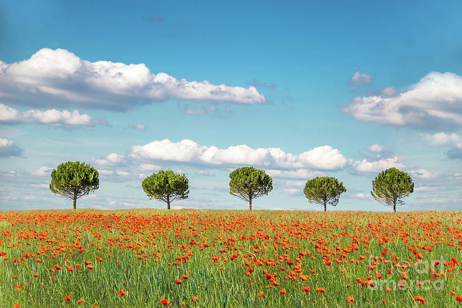 Row of trees in a poppies field Photograph by Delphimages Photo ...