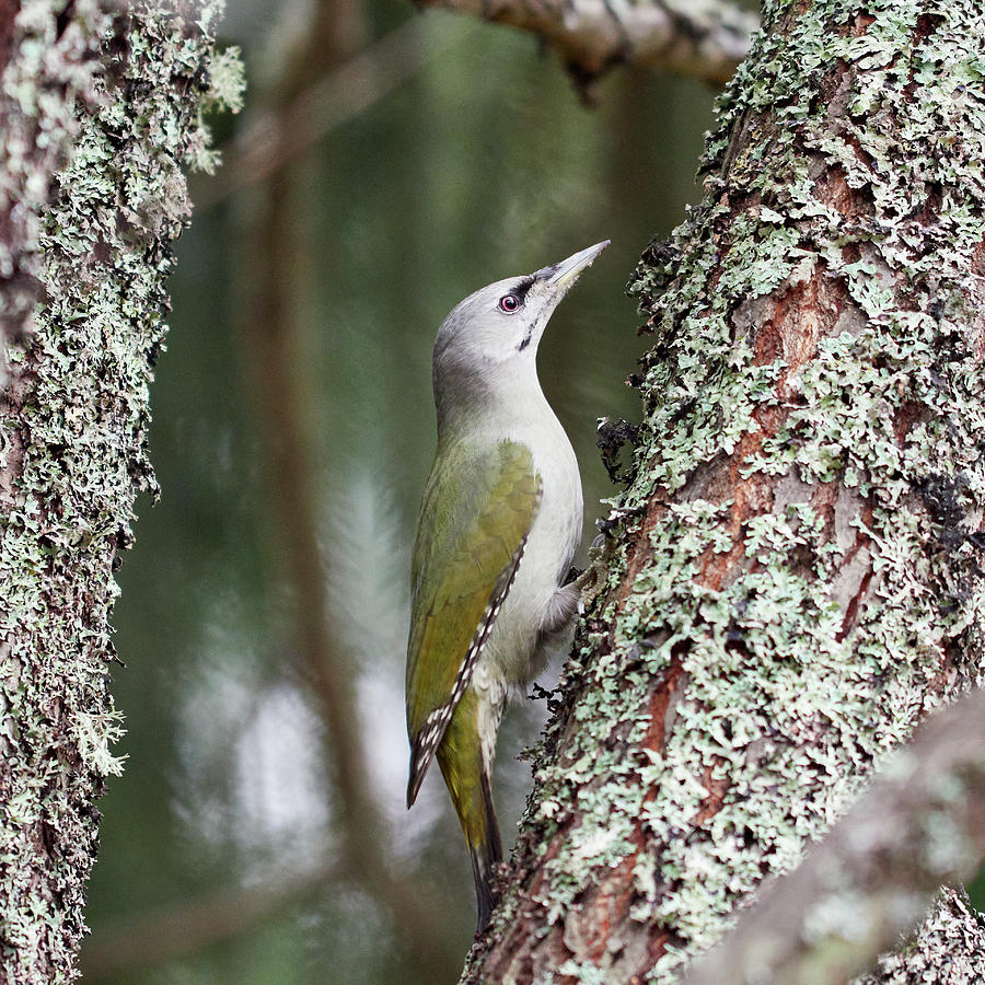 In between. Grey-headed woodpecker Photograph by Jouko Lehto