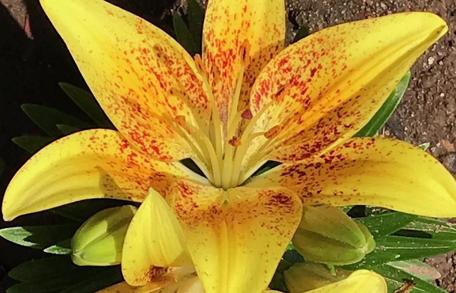 In bloom by Florence Ferrandino In bloom by Florence Ferrandino