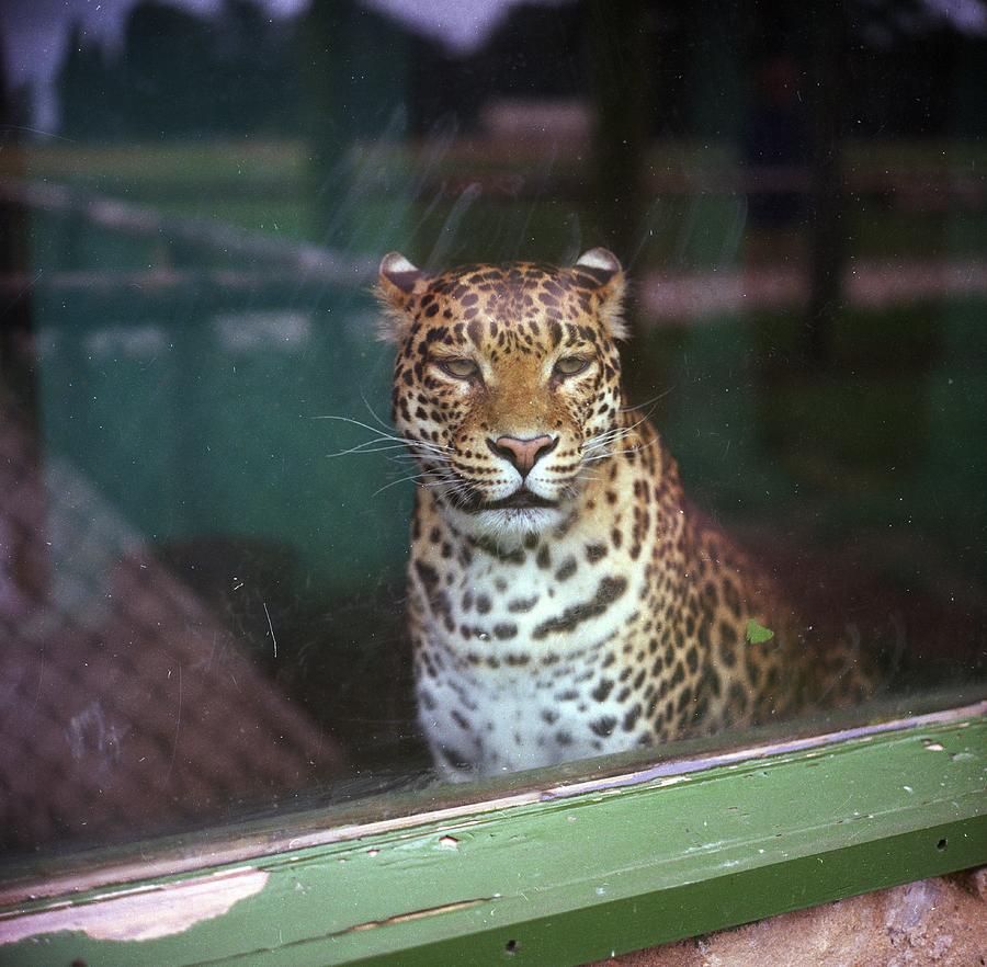 In Captivity Photograph by Chaloner Woods