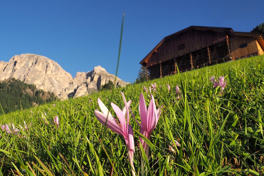 In Colfosco With Chiampac, Alta Badia, Dolomites, South Tyrol, Italy Photograph by Thomas Stankiewicz