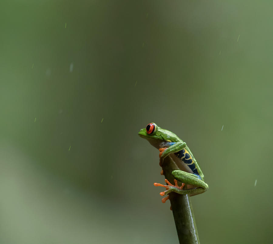 Animal Photograph - In Drizzle by Cheng Chang