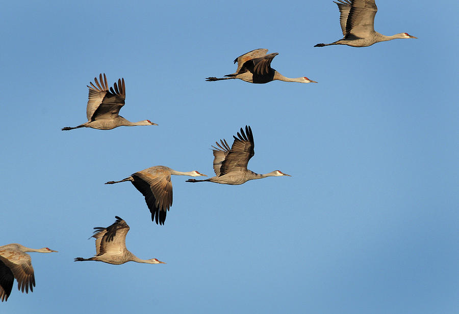 In Flight #4960, Color - Muleshoe Wildlife Refuge, Texas Photograph by Richard Porter
