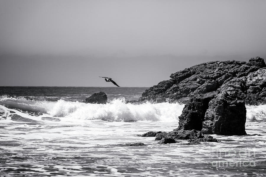 In Flight at Point Dume Malibu Photograph by John Rizzuto