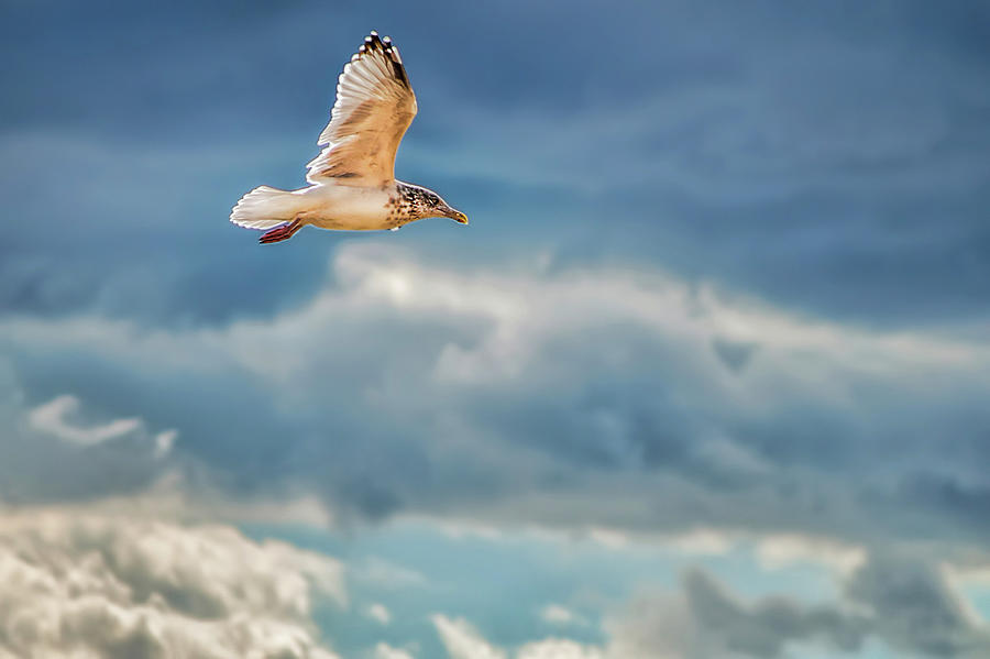 Sea bird in flight Photograph by Cordia Murphy